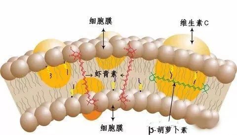 艾诗特南宫电子官网