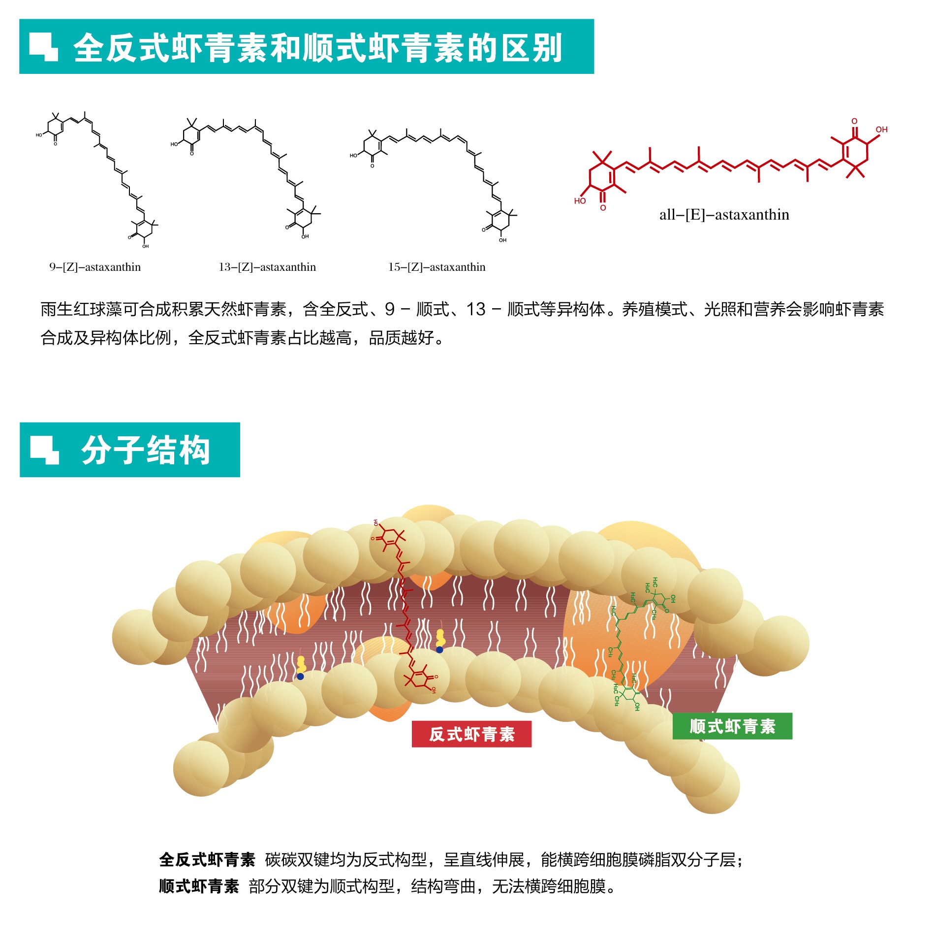 艾诗特南宫电子官网
